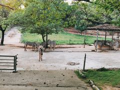 -深圳野生动物园