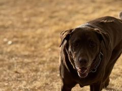 -趣玩宠物乐园寄养训犬训狗游泳池
