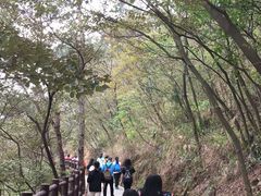 -羚羊峡古栈道森林公园