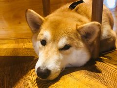 -柴务处·柴犬主题狗咖