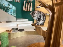 -飞行喵MR PILOT|猫舍·猫咖(静安大融城店)