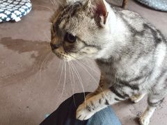 -猫猫幼稚园·撸猫·桌游·电玩