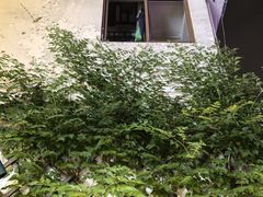 -迎晨餐厅(青芝坞店)