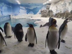 -悉尼海洋生物水族馆