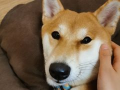 -柴迷FANS CLUB·柴犬狗咖·猫咖