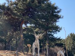 -北京西山国家森林公园