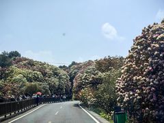 -贵州百里杜鹃风景名胜区