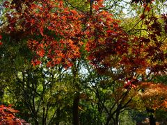 -秋霞圃