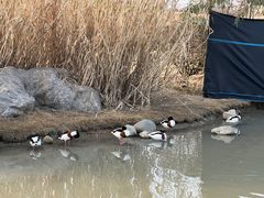 -祥源·阜阳生态乐园