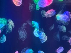 -海合安成都极地海洋公园