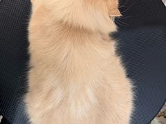 -momokira米努特·德文卷毛猫·棉花面纱犬