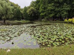 -上海滨江森林公园