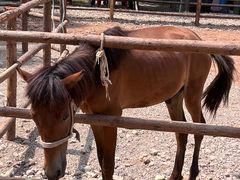 -云碧峰国家森林公园