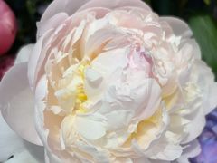 -爱尚幸福鲜花(上地实体店)