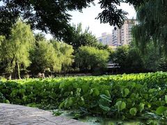 -莲湖公园