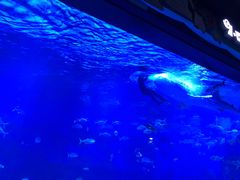 -烟台海昌鲸鲨海洋公园