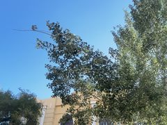 -哈尔滨犹太人活动旧址群(秋林洋行道里分行旧址)