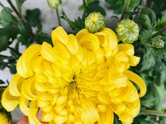 -华强阁菊花宴自助火锅店