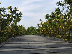 -广东花都香草世界旅游度假区