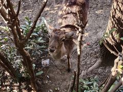 -合肥野生动物园