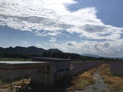 -北京东方普罗旺斯薰衣草庄园