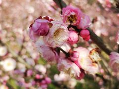 -苏州上方山国家森林公园