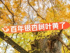-千年银杏谷文化旅游区