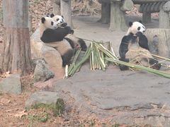 -都江堰中华大熊猫苑