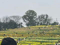 -三圣花乡旅游区