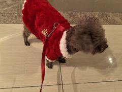 -天宠宠物医院24小时·急重症诊疗中心·全科·腔镜特色(和平分院)