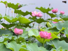 -白鹭湾湿地公园