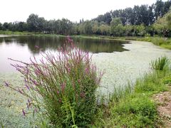 -东郊湿地公园