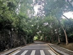 -银湖山郊野公园-相思林