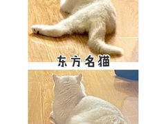 -东方名猫馆·英短金渐层布偶猫舍(环线广场1号楼店)
