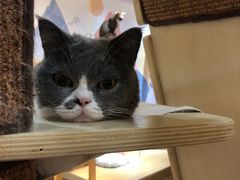 -滚猫咖啡·猫咖·猫友好撸猫(未来城店)