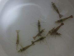 -西昌邛海湿地