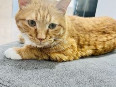 -派特宠物医院(圆融广场店)