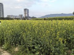 -光明小镇欢乐田园
