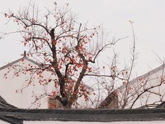 -北寺塔