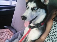 -畜牧兽医站(共江路店)