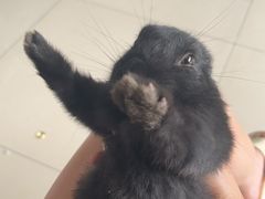 -青石桥花鸟鱼虫市场(叠翠城店)