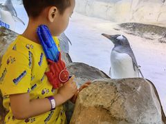 -芜湖新华联大白鲸海洋公园