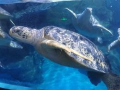 -烟台海昌鲸鲨海洋公园