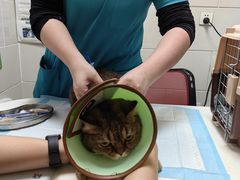 -瑞派天宁宠物医院·猫科·异宠中心