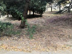 -东升八家郊野公园