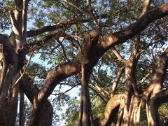 -瑞丽独树成林风景区