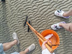 -红树林天天赶海