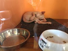 -70cat德文卷毛猫·缅因猫纯种猫舍