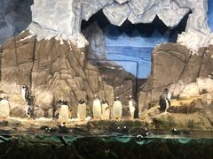 -成都浩海立方海洋公园