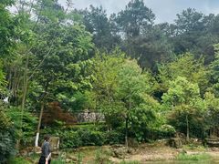 -铁山坪森林公园